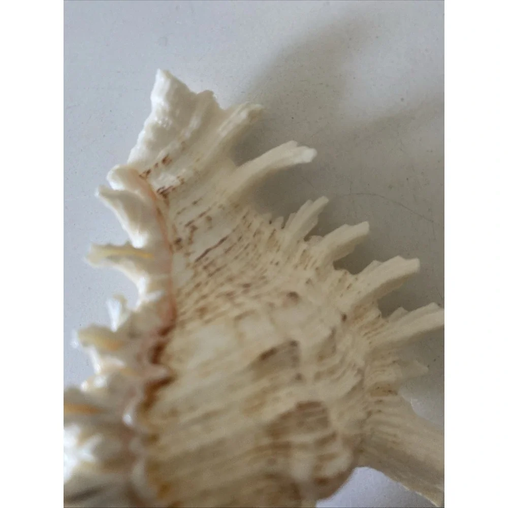 Conch Shell Night Light with Bulb 5